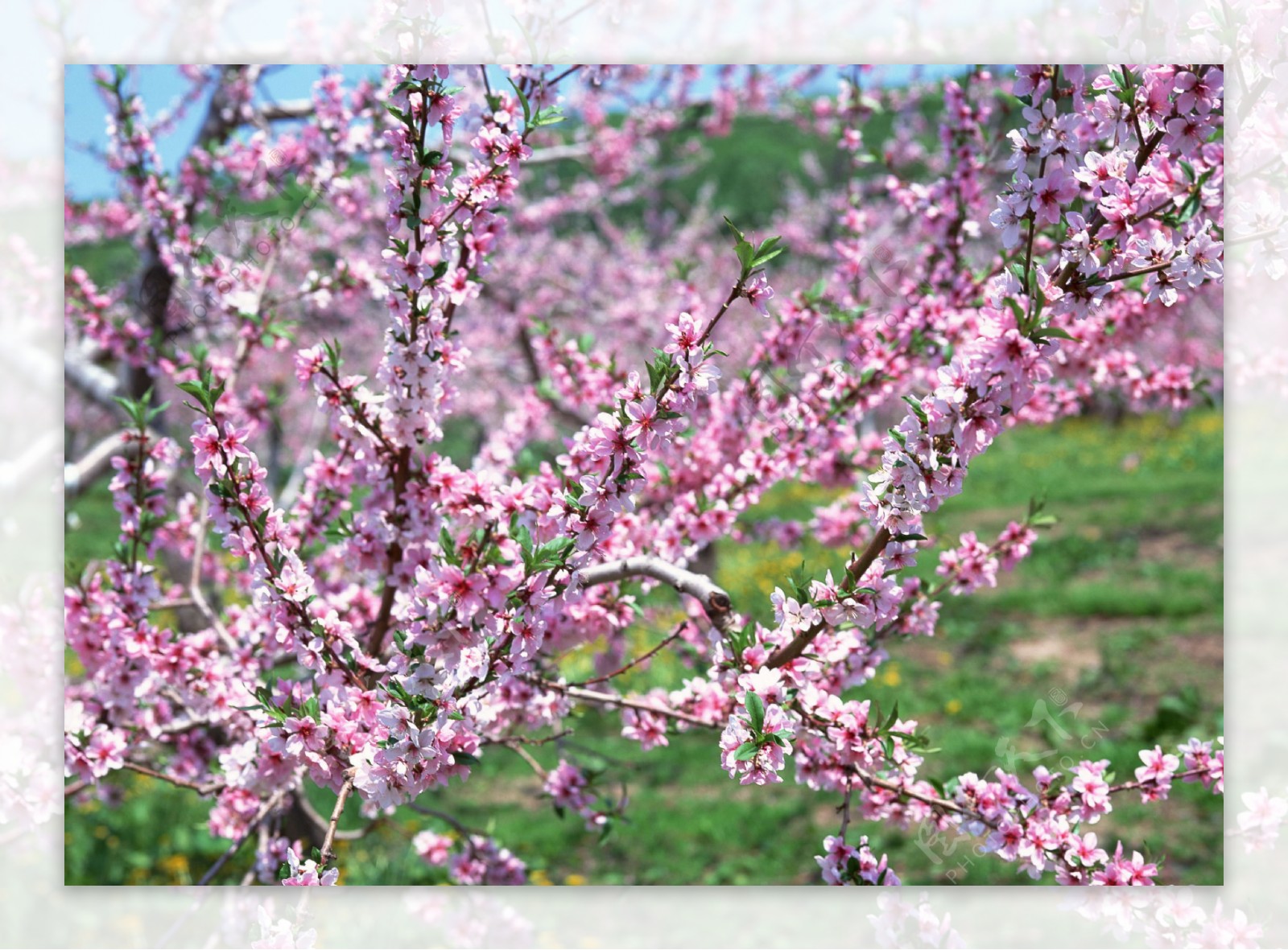 桃花风景图片