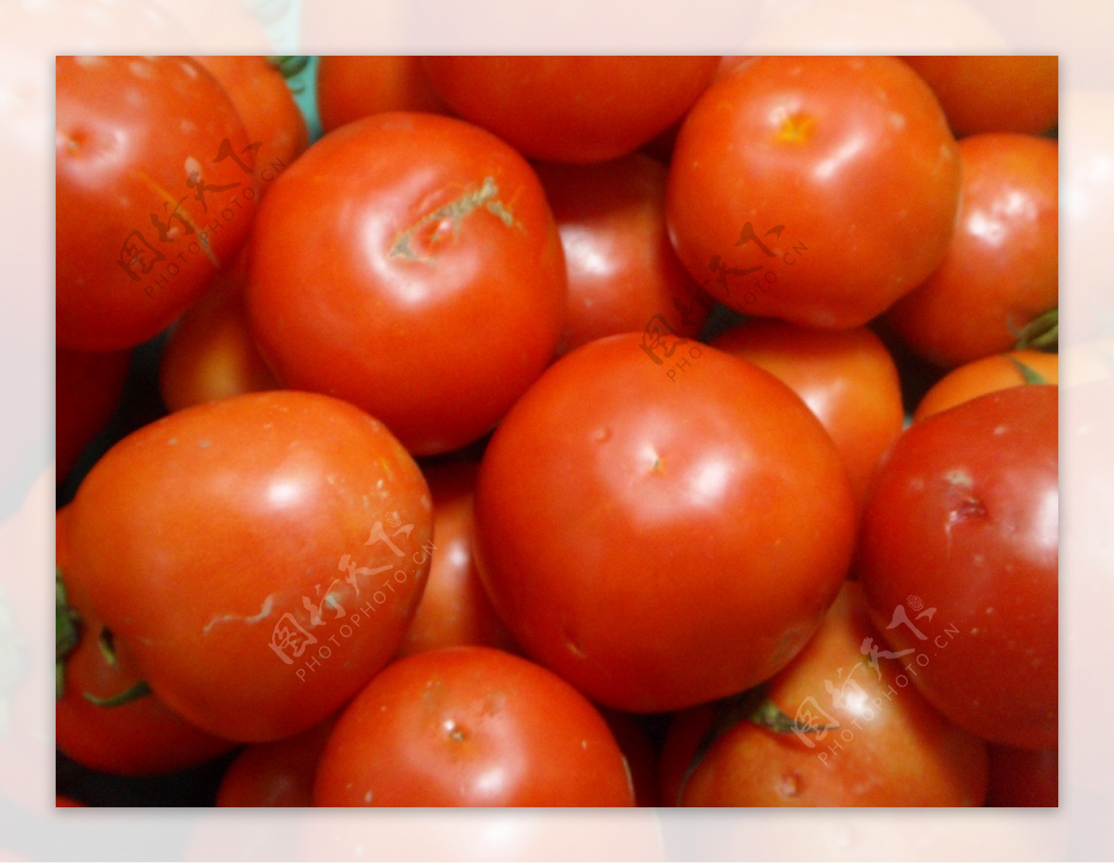 本地西红柿图片