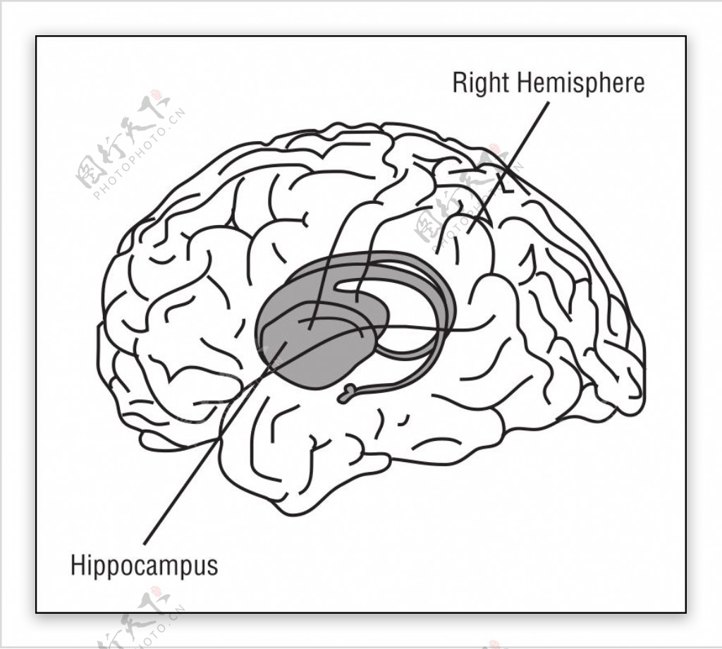 58294mainthe.brain.in.spacepage96brain