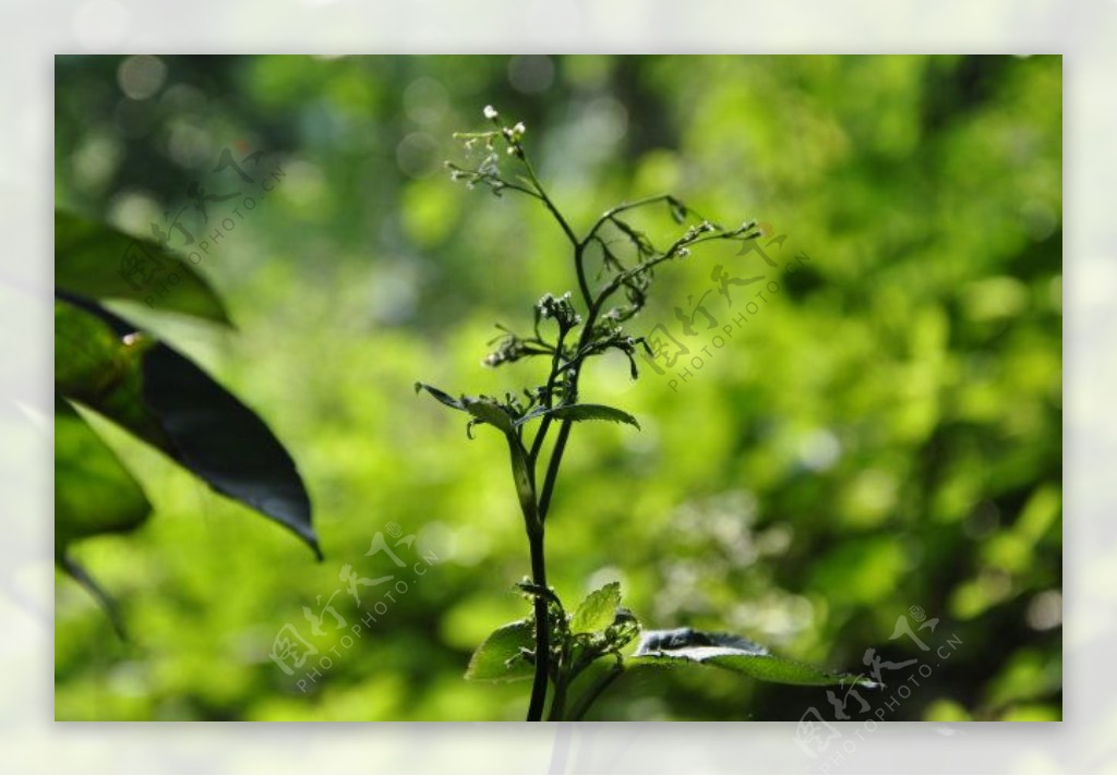 阳光下的小草花