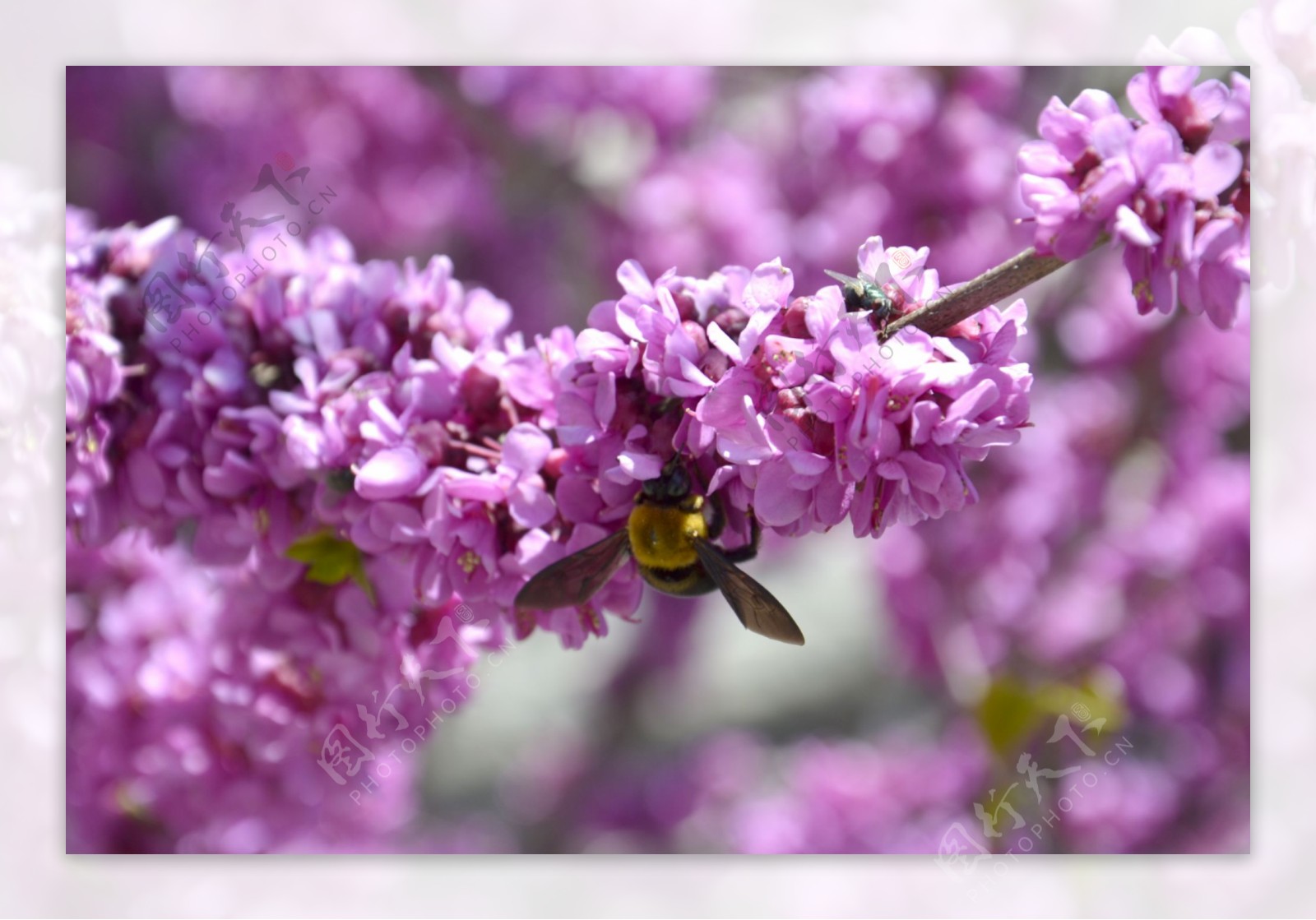 盛开的花朵蜜蜂图片