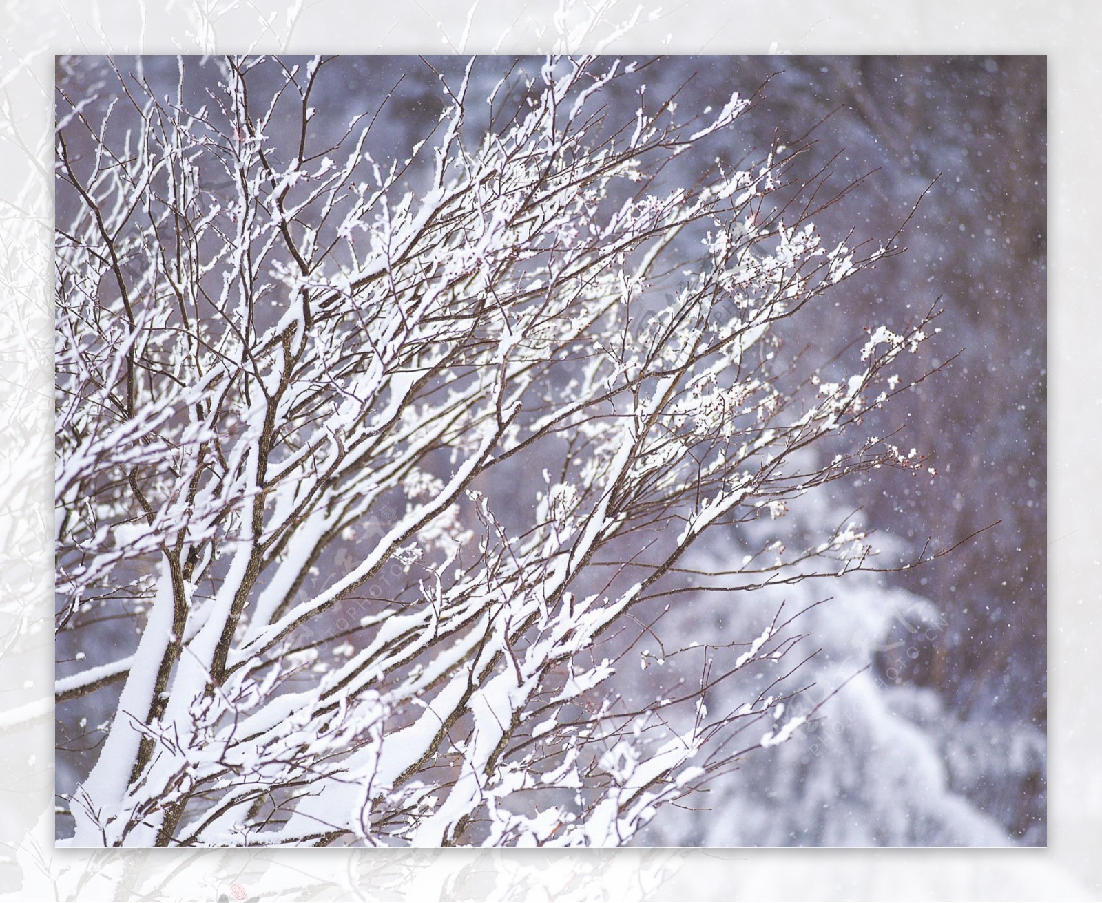 冬天雪景