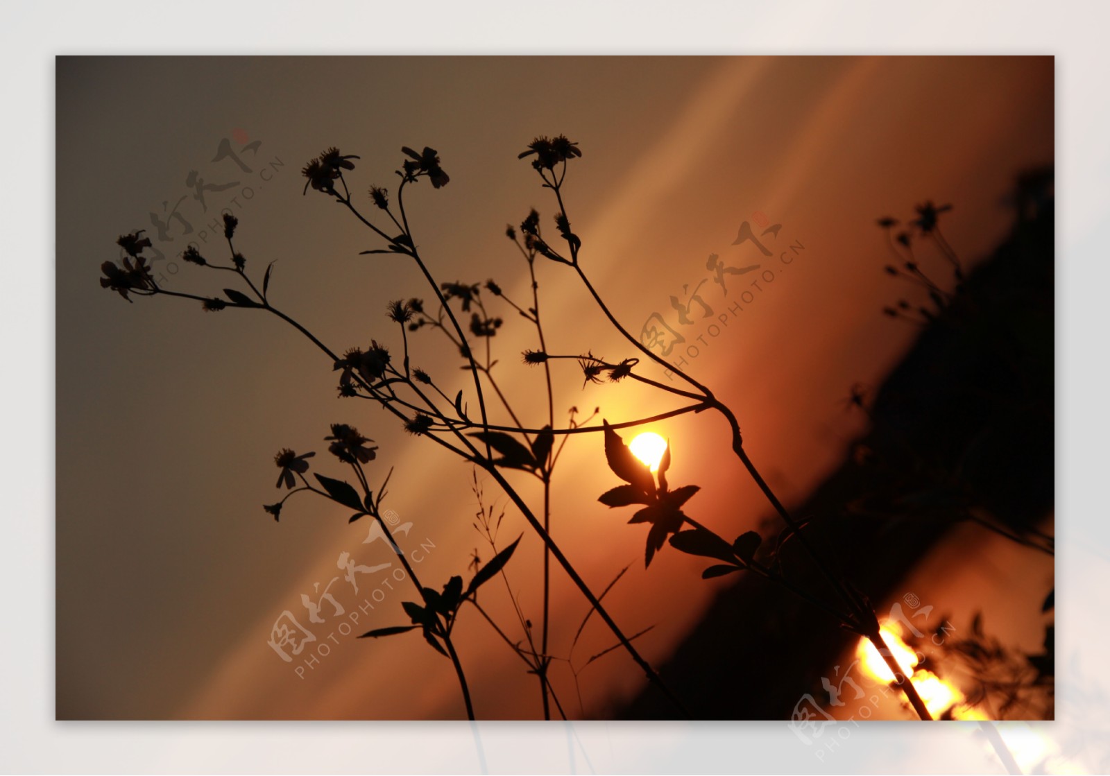 植物夕阳图片