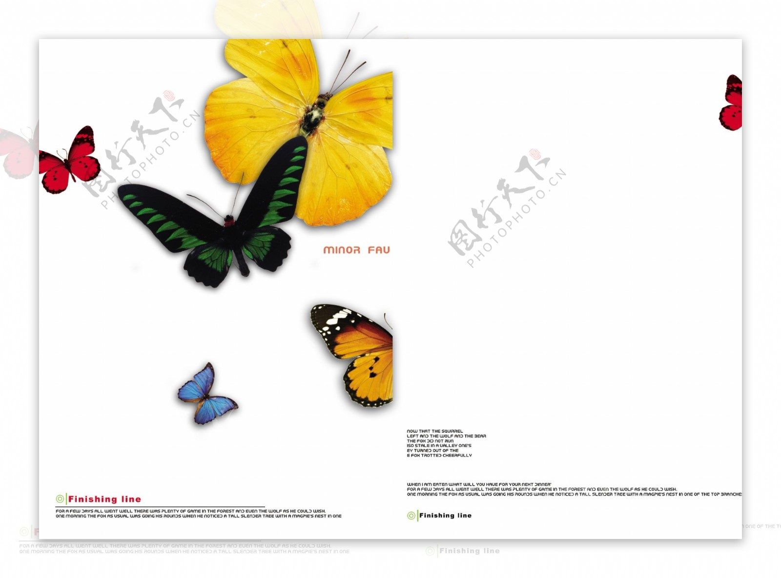 蝴蝶画册板式设计图片