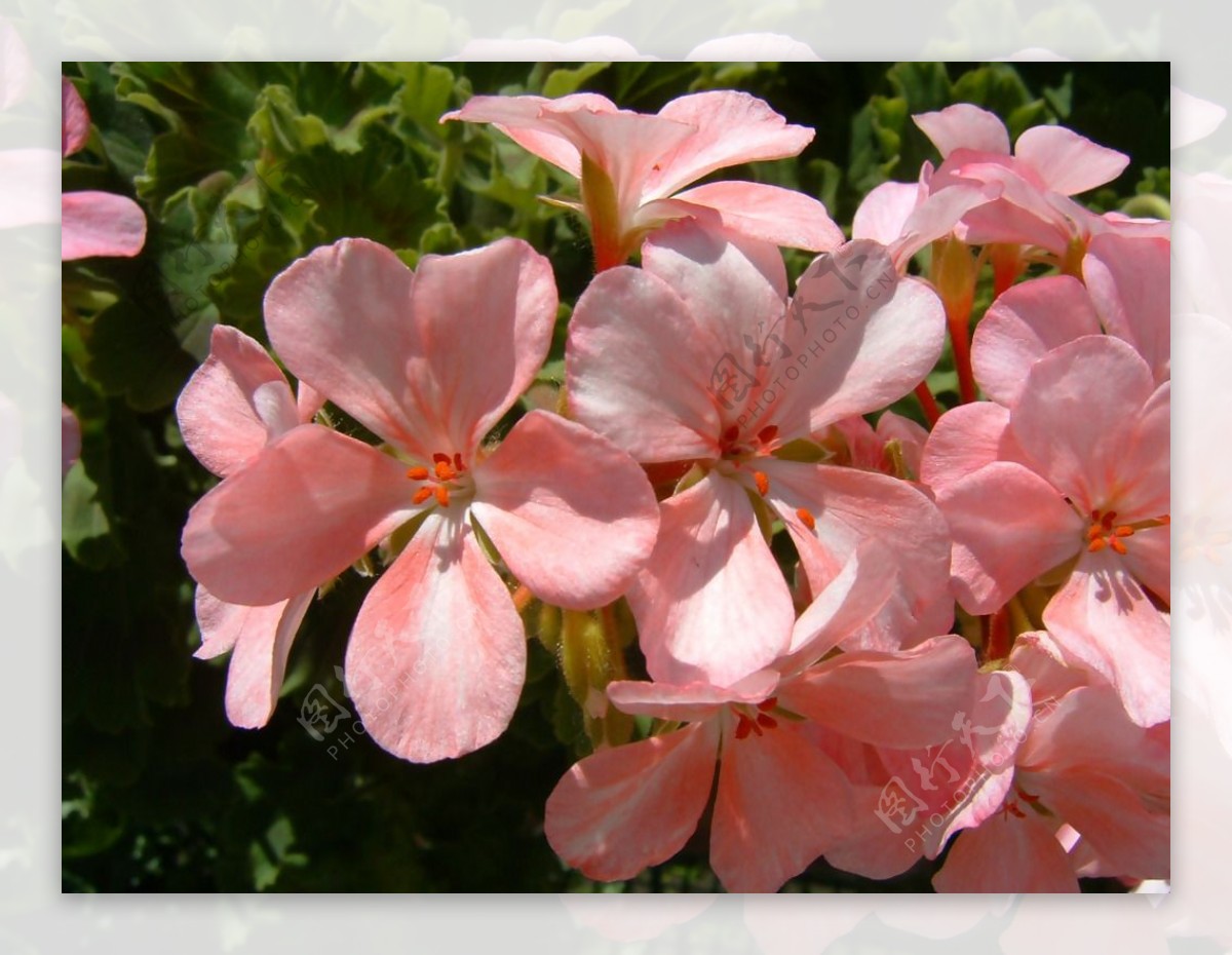 位图写实花卉植物花朵水仙花免费素材