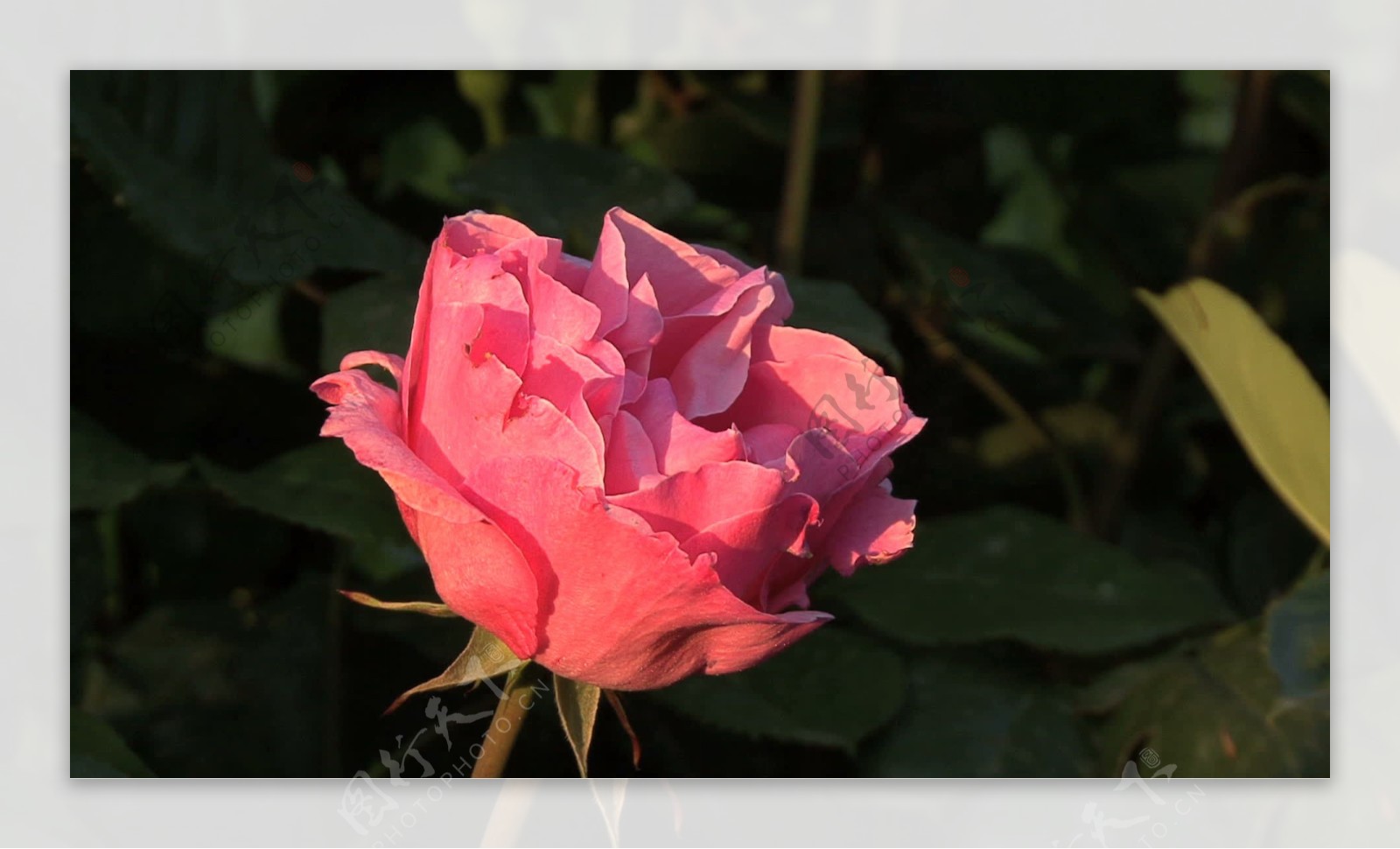 粉红玫瑰泰拉奇纳地区2种股票的录像