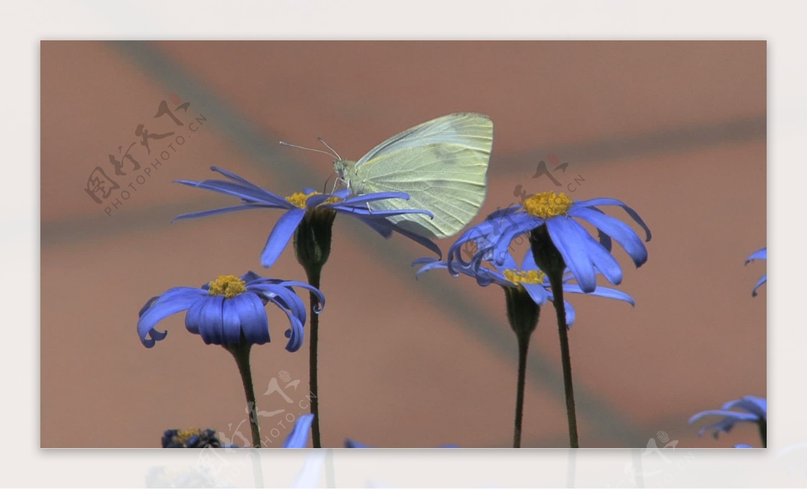 西西里岛的蓝色花朵的白蝴蝶5股票的录像