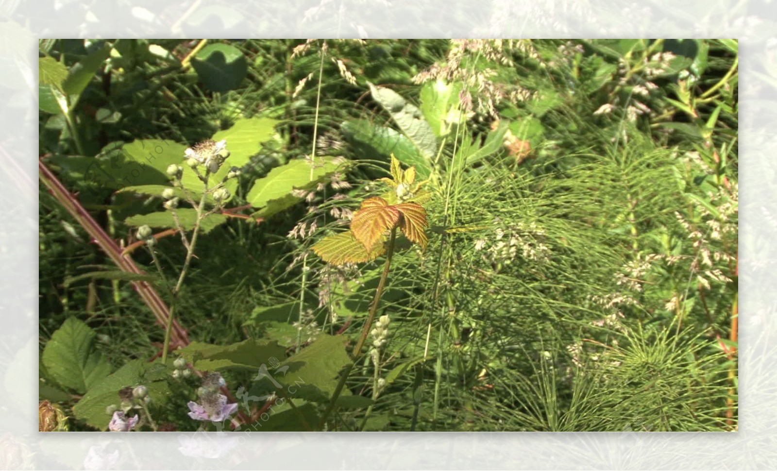 俄勒冈植物股票视频缩放视频免费下载