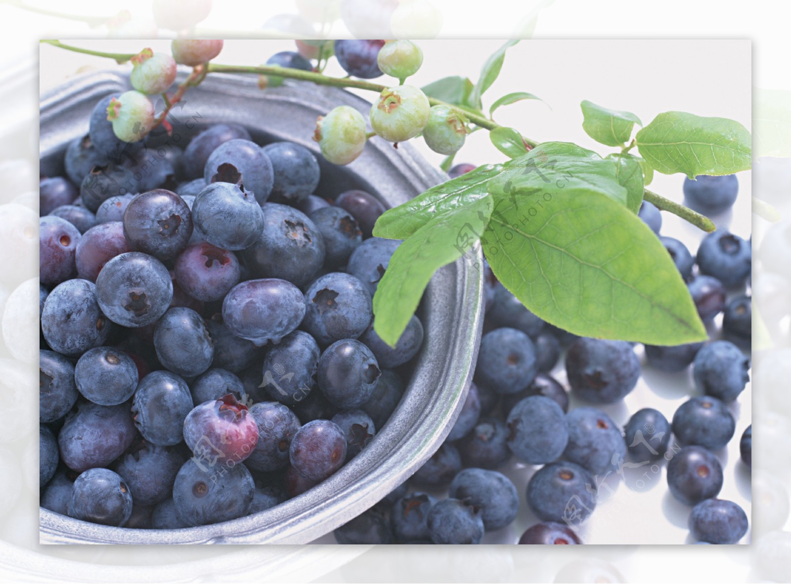 蓝莓都柿高清晰图片