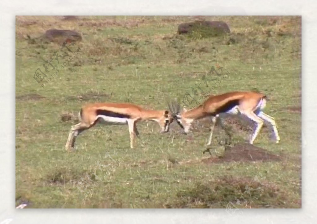 羚羊活动视频频素材模板下载