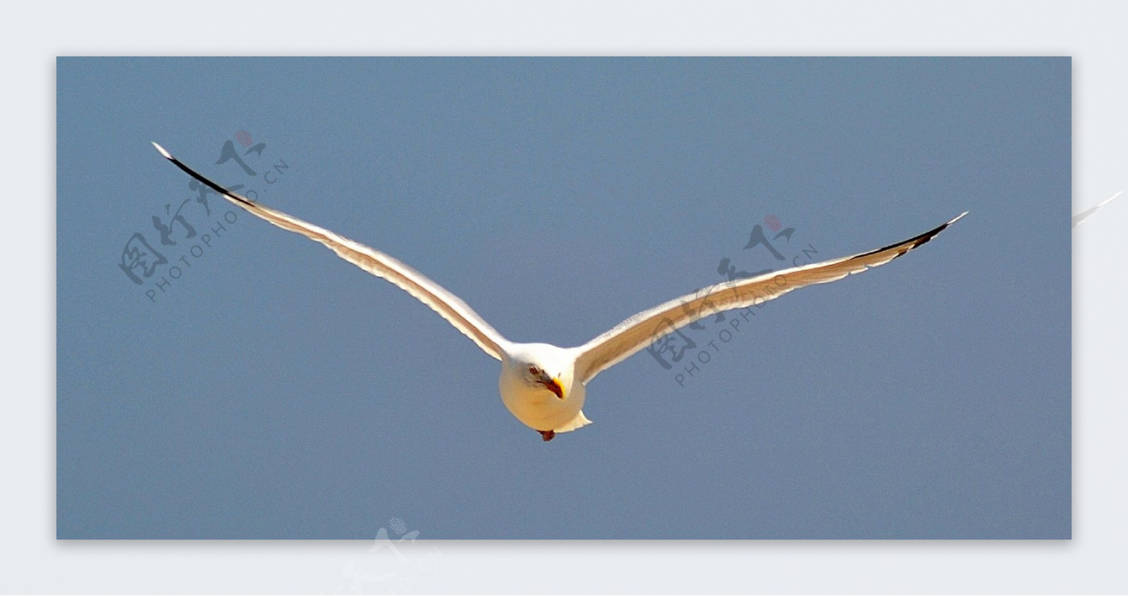 飞翔海鸟图片