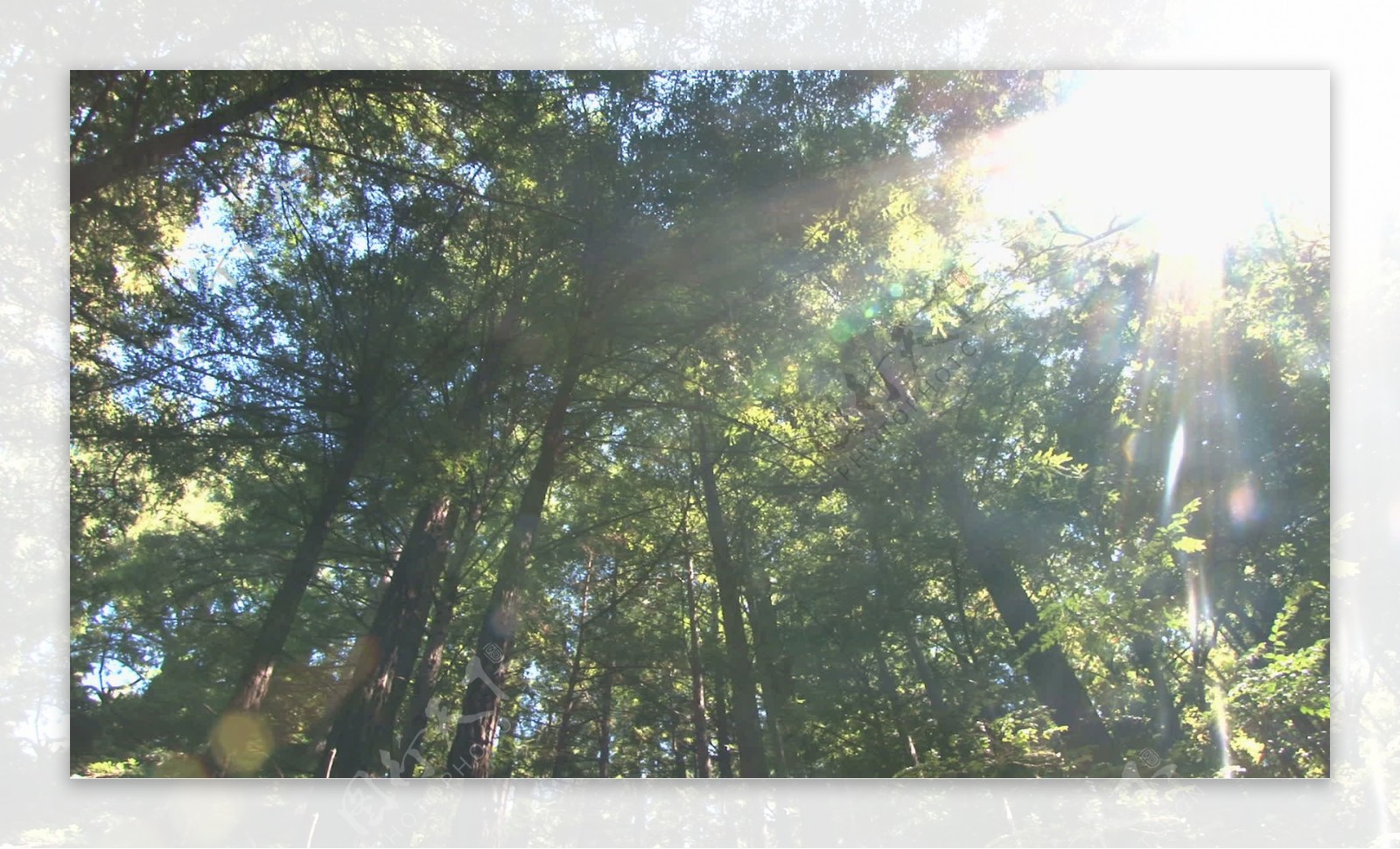 阳光明媚的红杉自旋为2的股票的录像视频免费下载