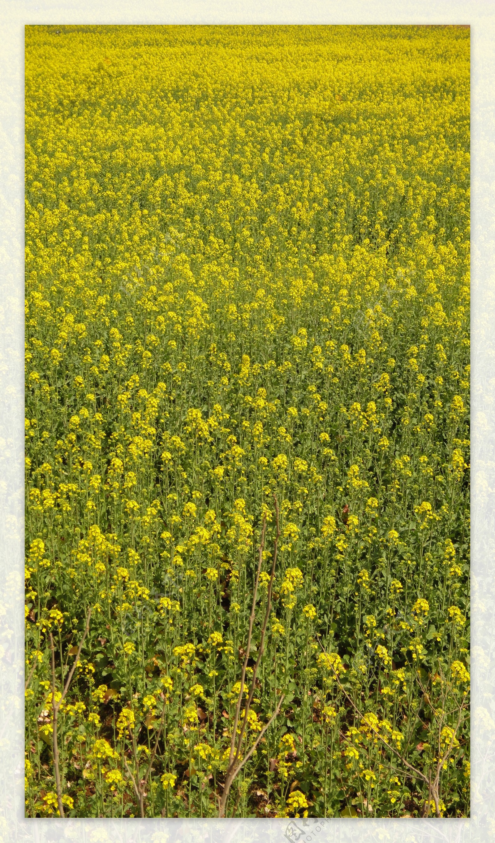 花海图片