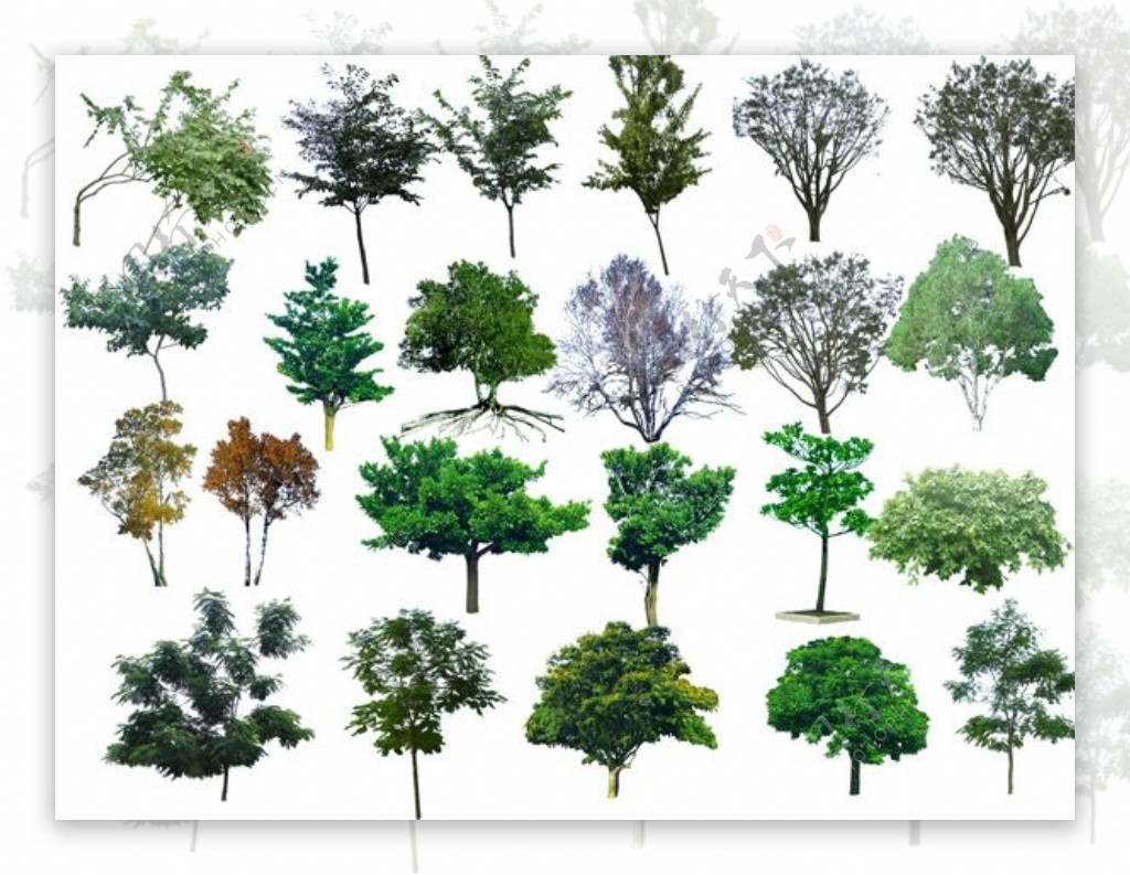 园林绿化设计常用植物PSD分层素材