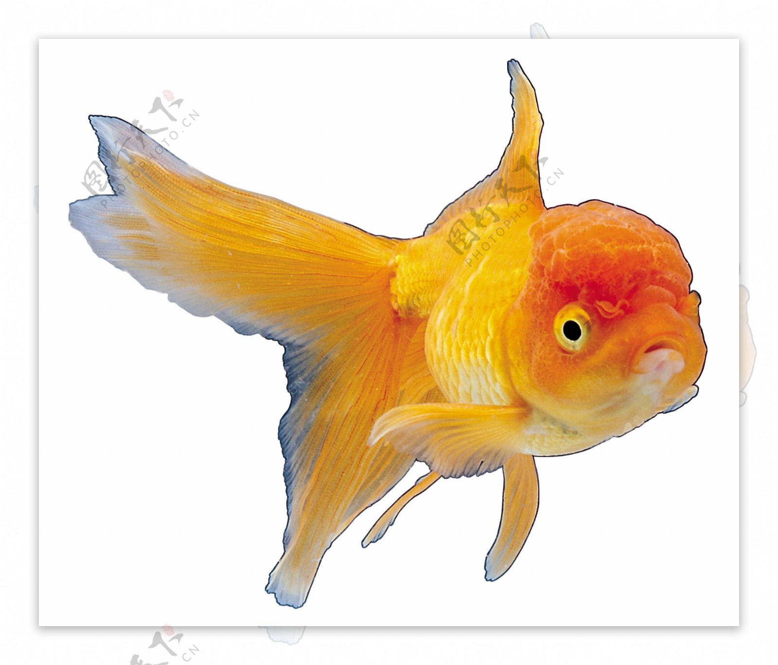 海鱼多彩鱼类鱼类黄色鱼水产