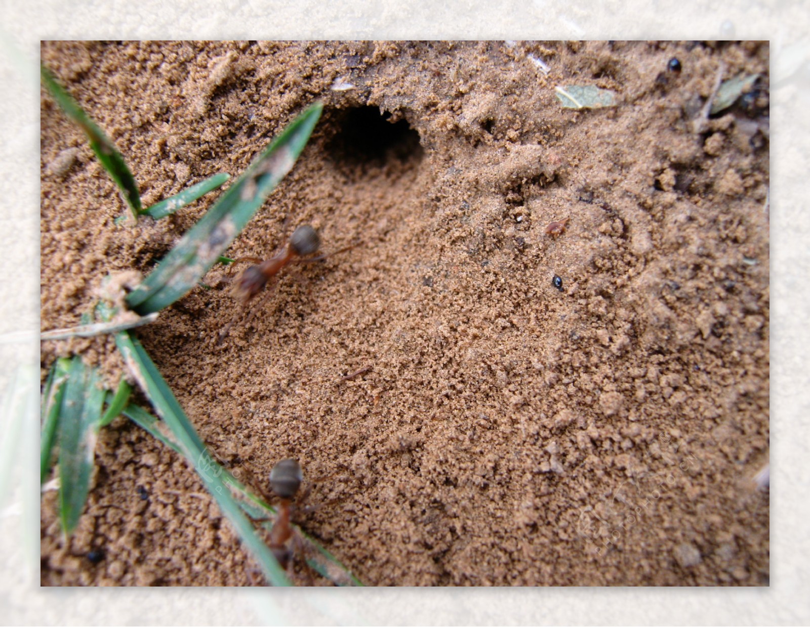 蚂蚁洞图片