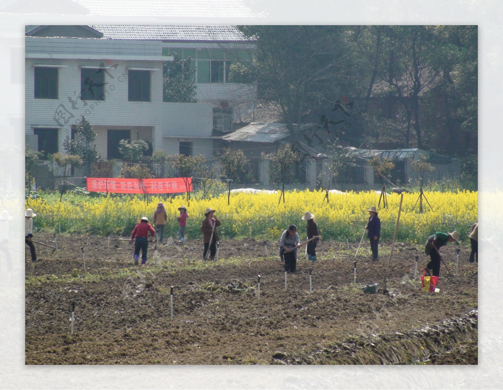 蔬菜基地油菜花图片