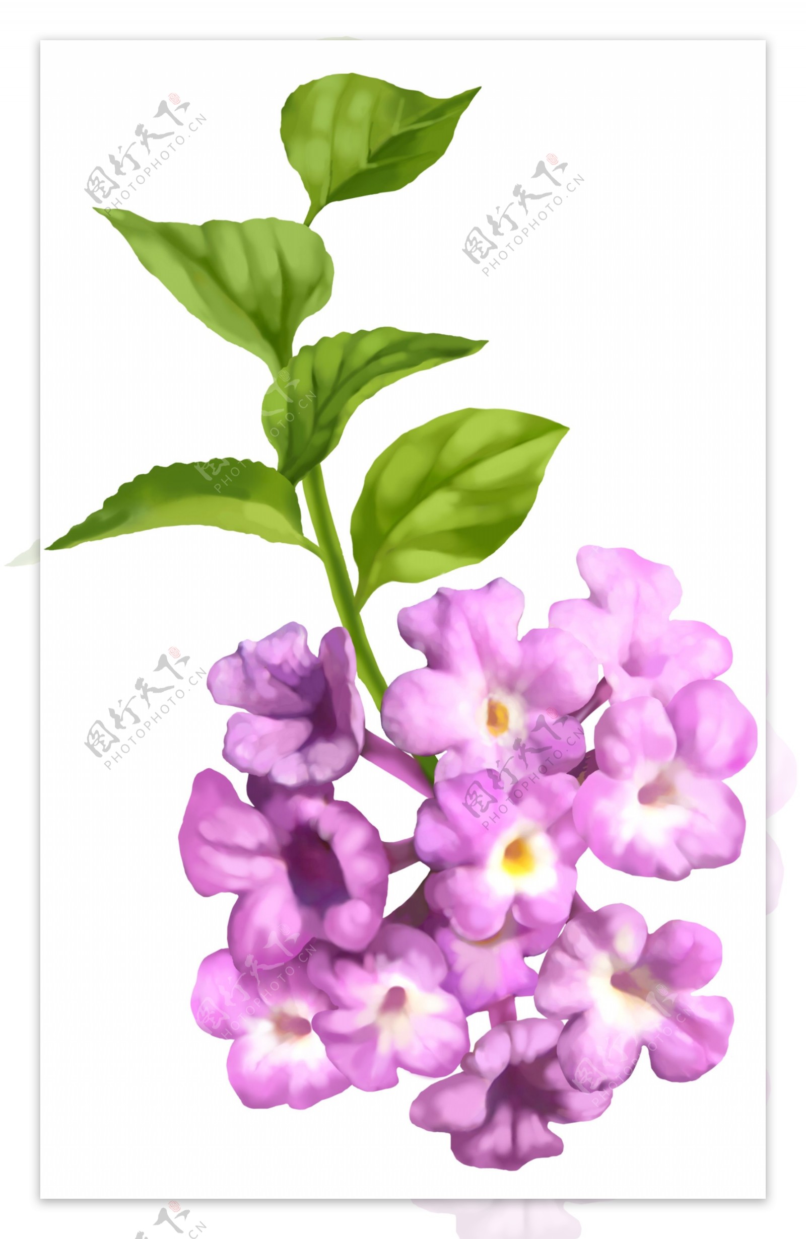 紫色小花朵26