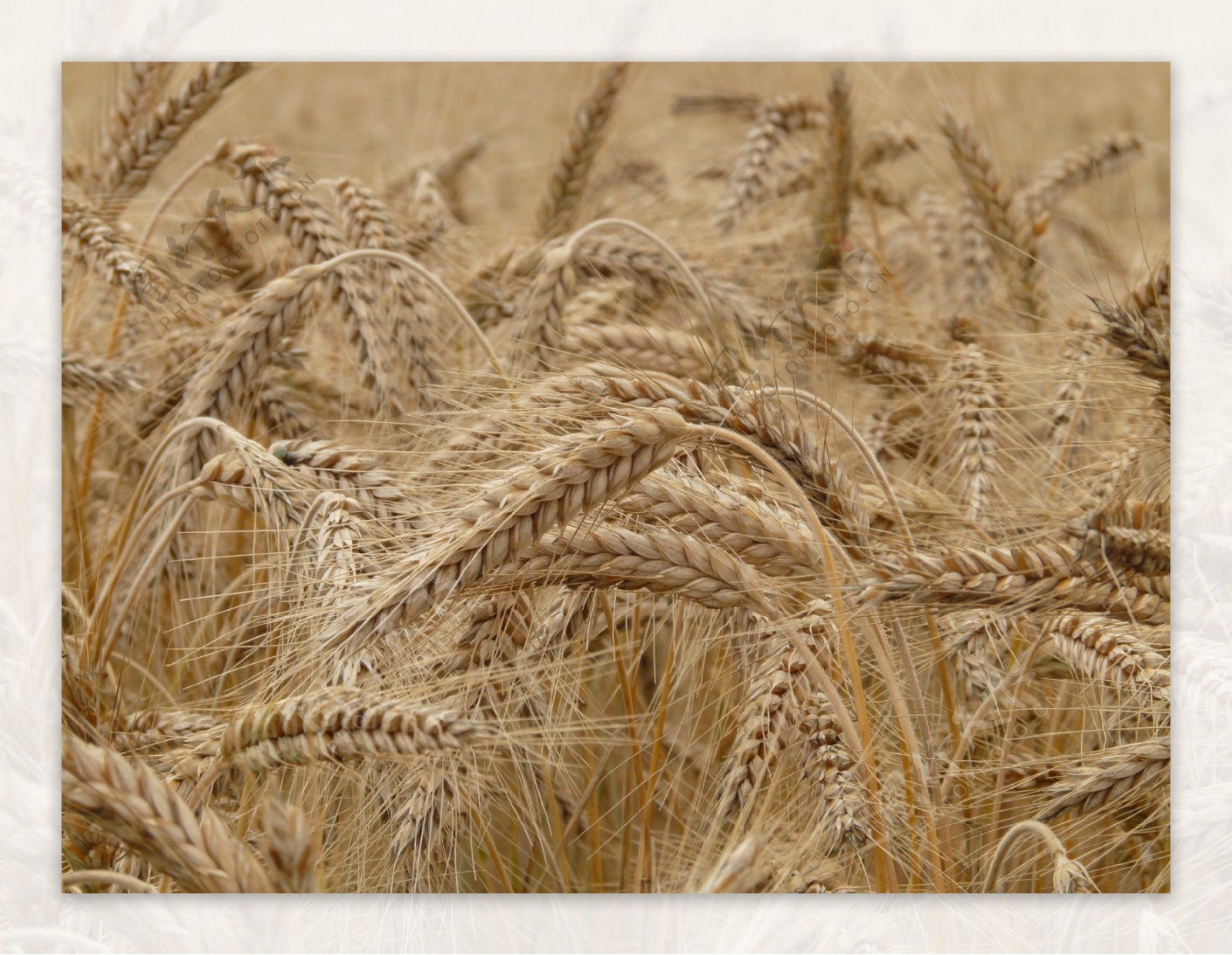 小麦谷穗图片素材