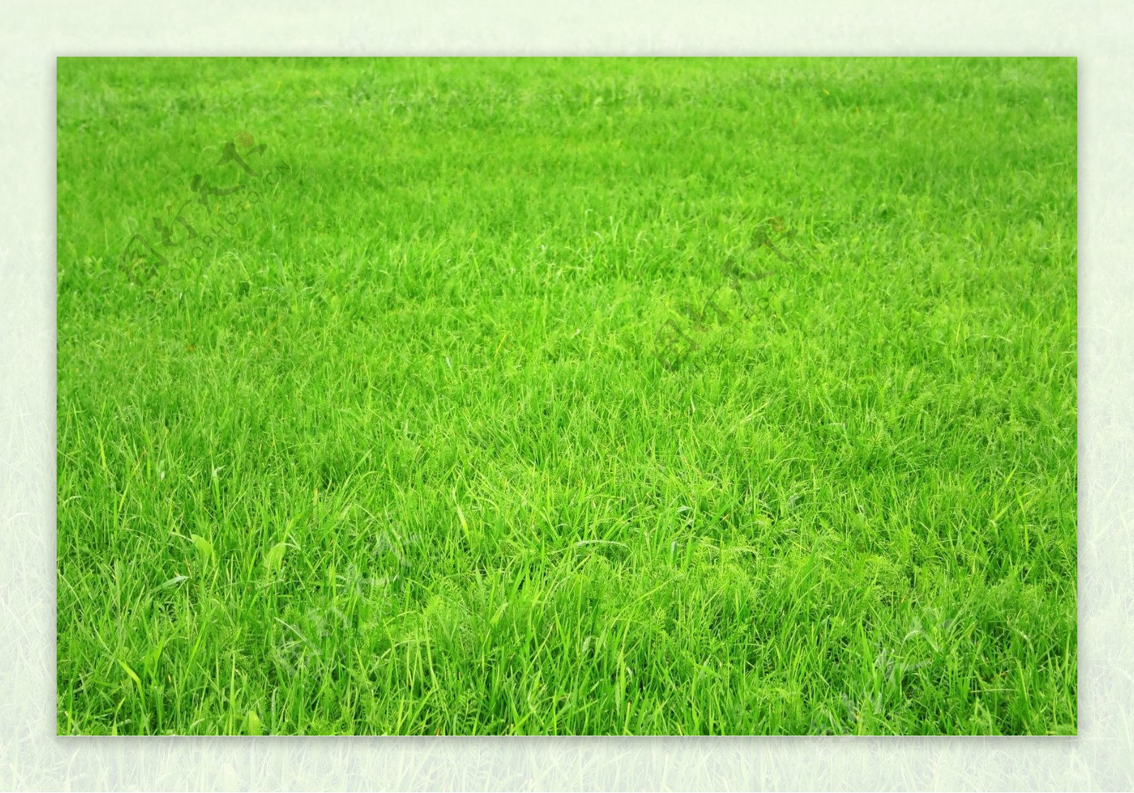 绿草地