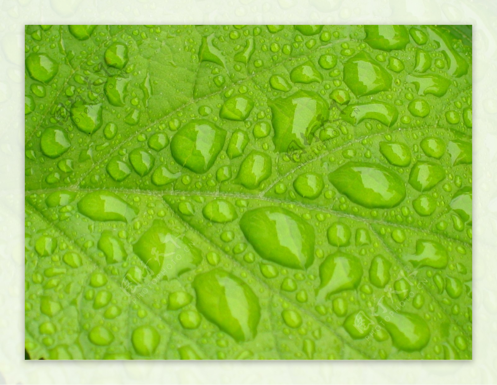 绿色树叶纹理水滴图片