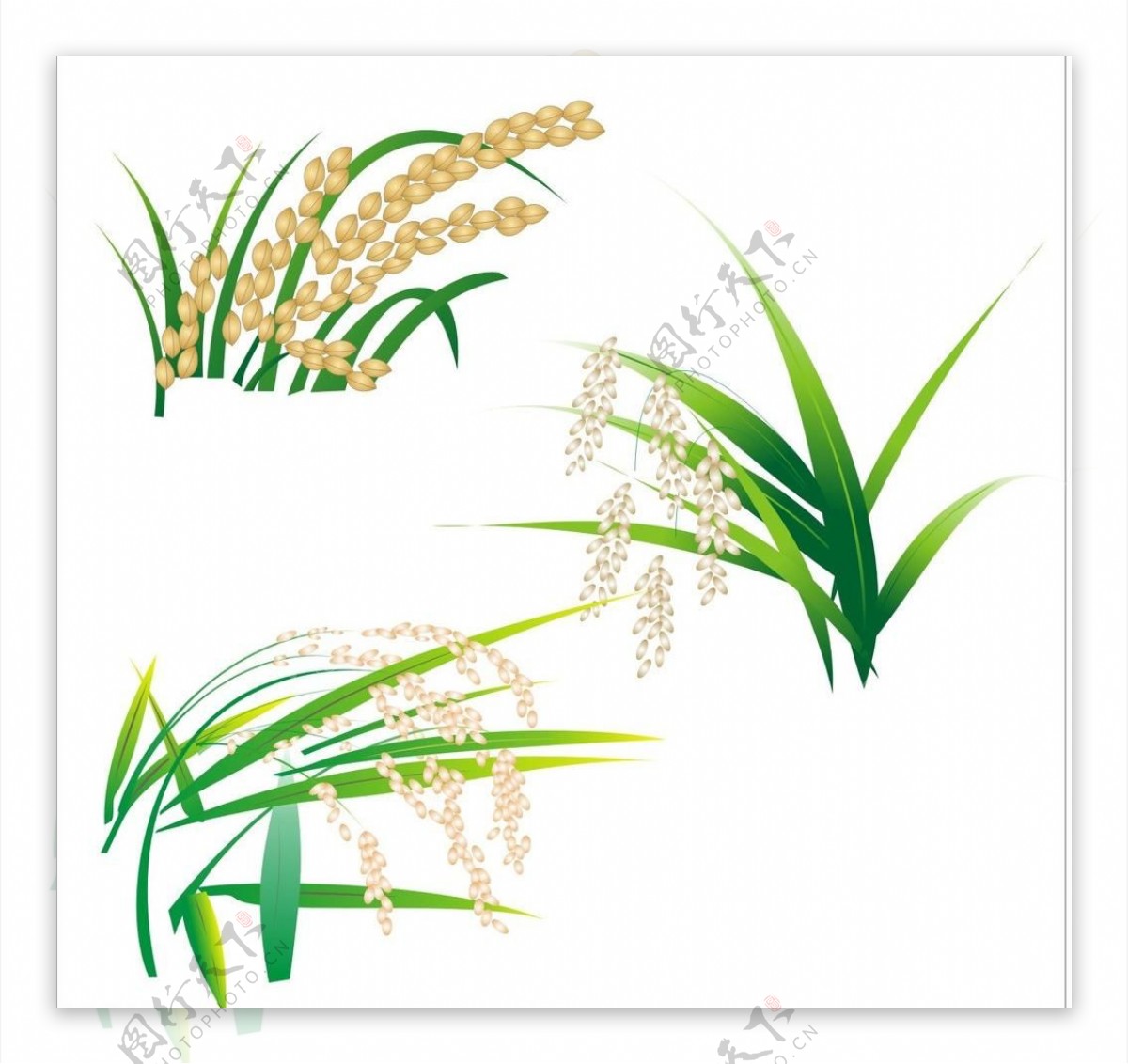 矢量水稻图片