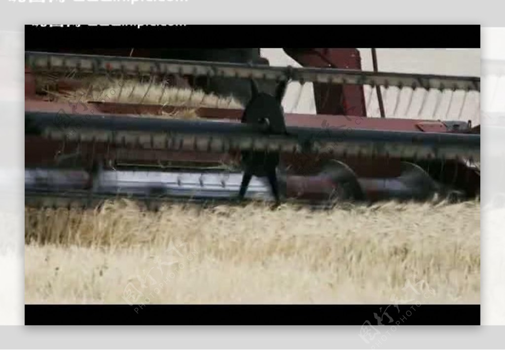 小麦收割视频素材图片