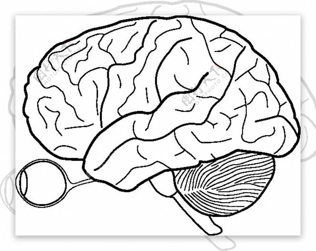 眼睛和大脑的cerebrellum剪贴画草图