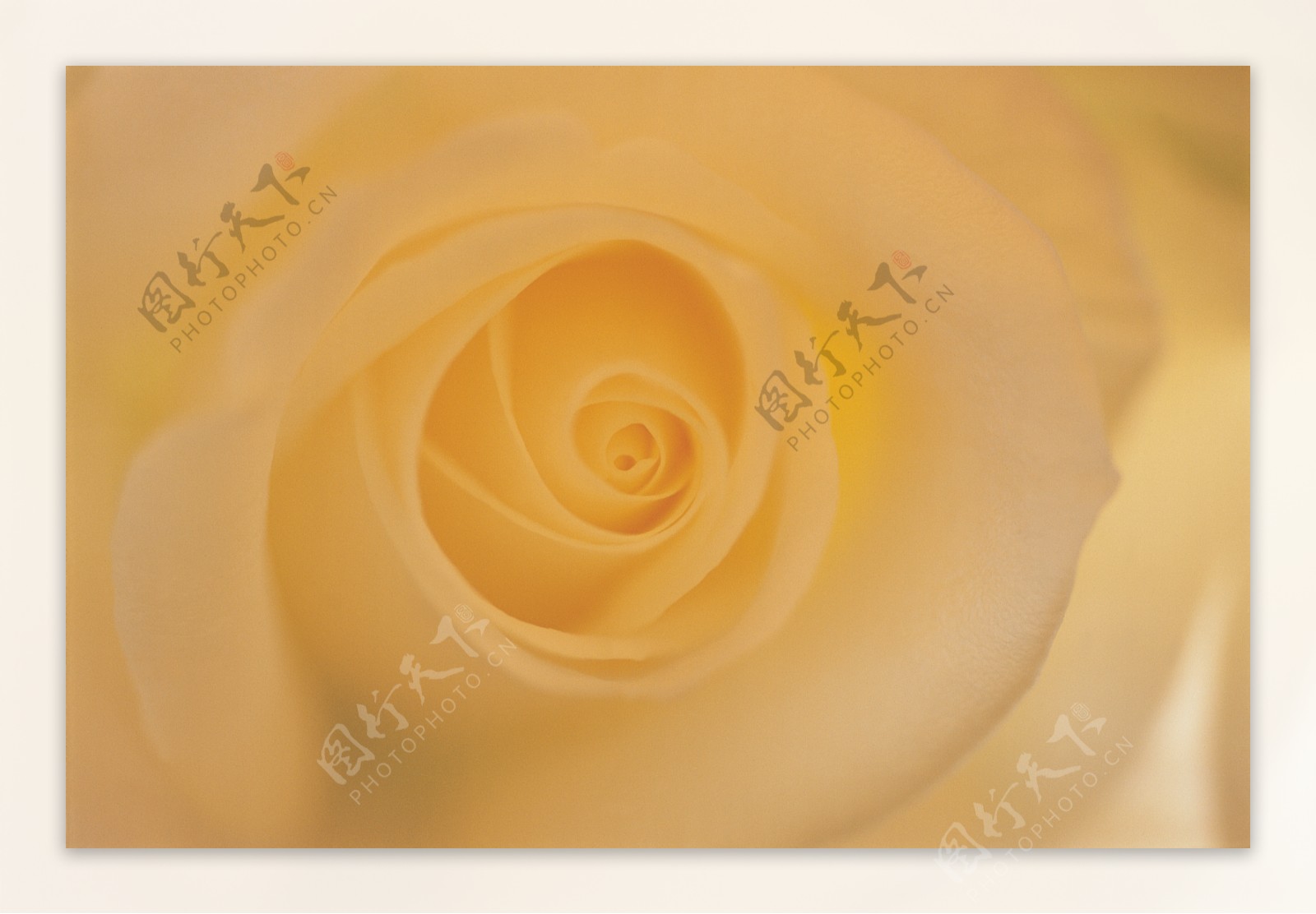 柔和黄色玫瑰广告设计背景