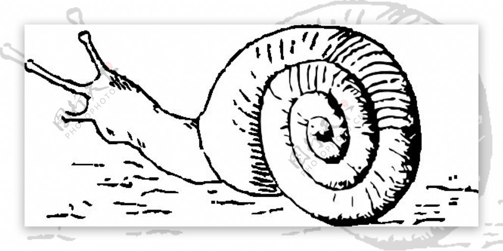蜗牛的剪辑艺术