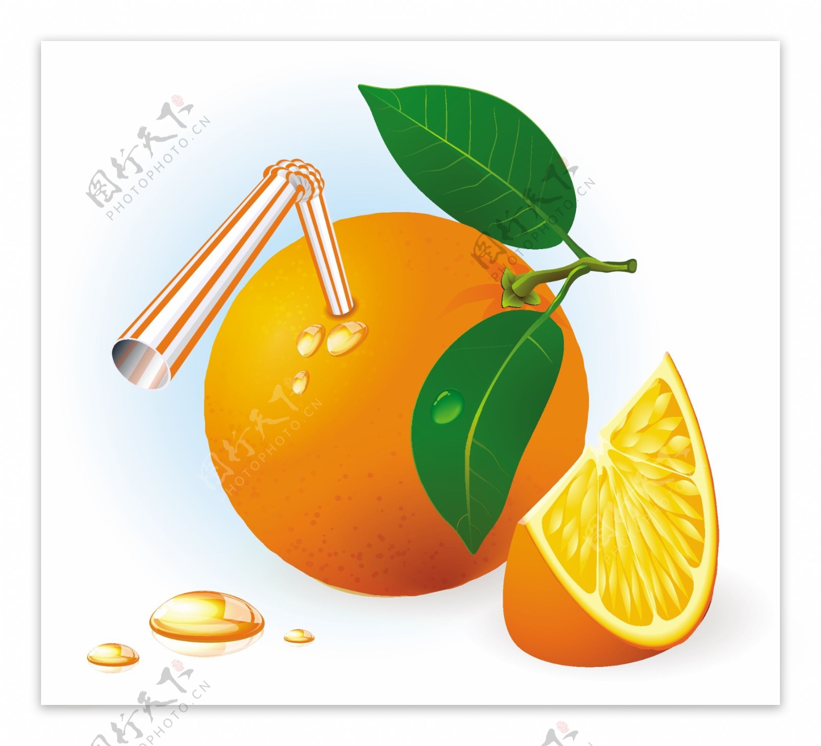 新鲜成熟的橘子饮料矢量