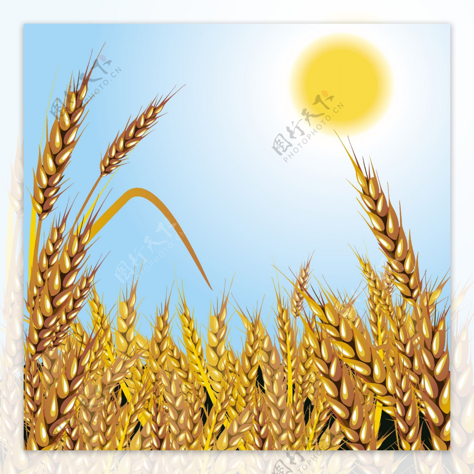 小麦成熟矢量素材