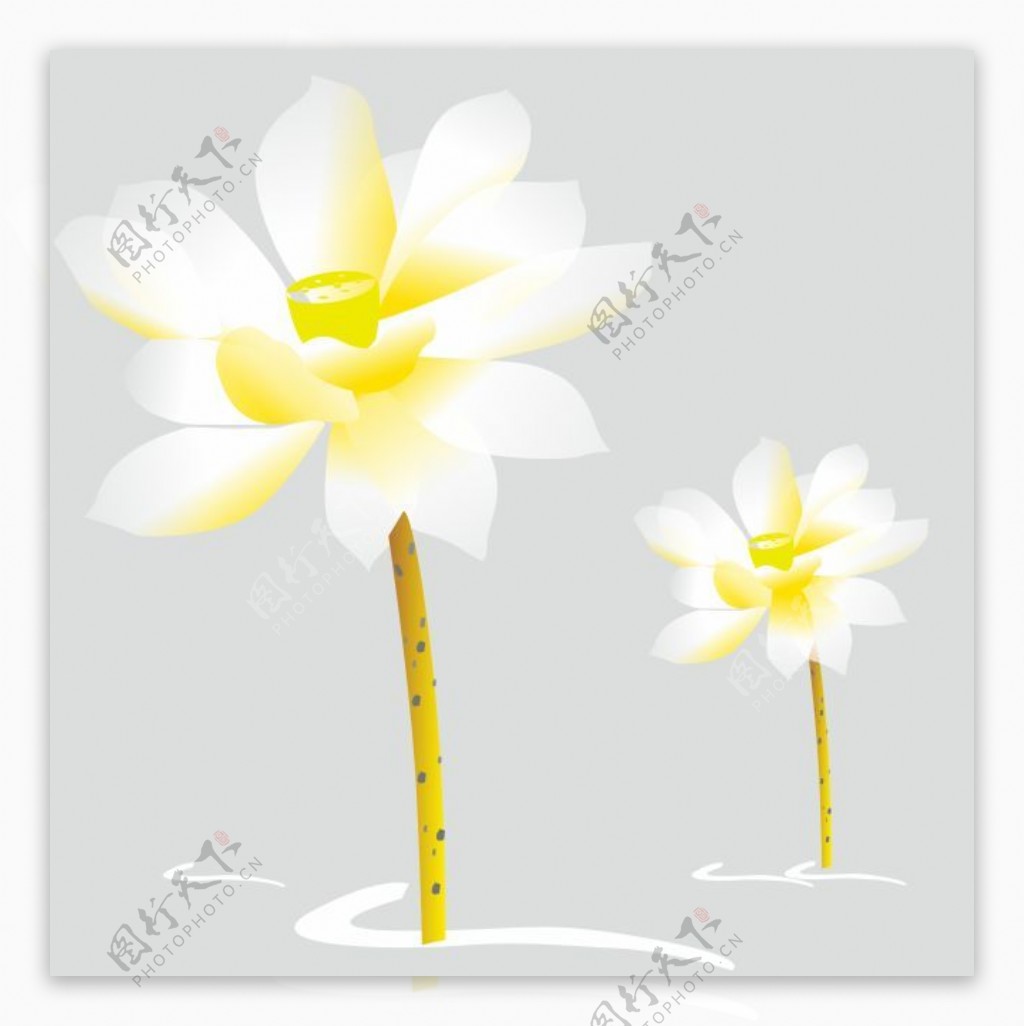 白色莲花和花茎