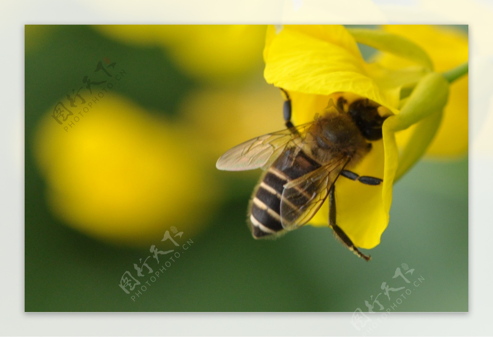 微距摄影蜜蜂采蜜图片