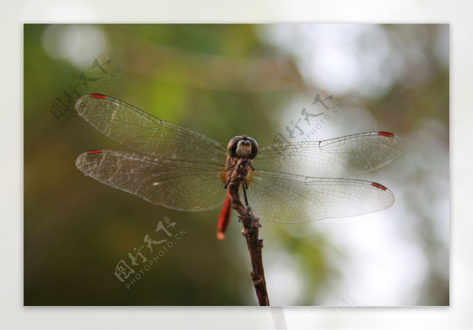 秋天的蜻蜓图片