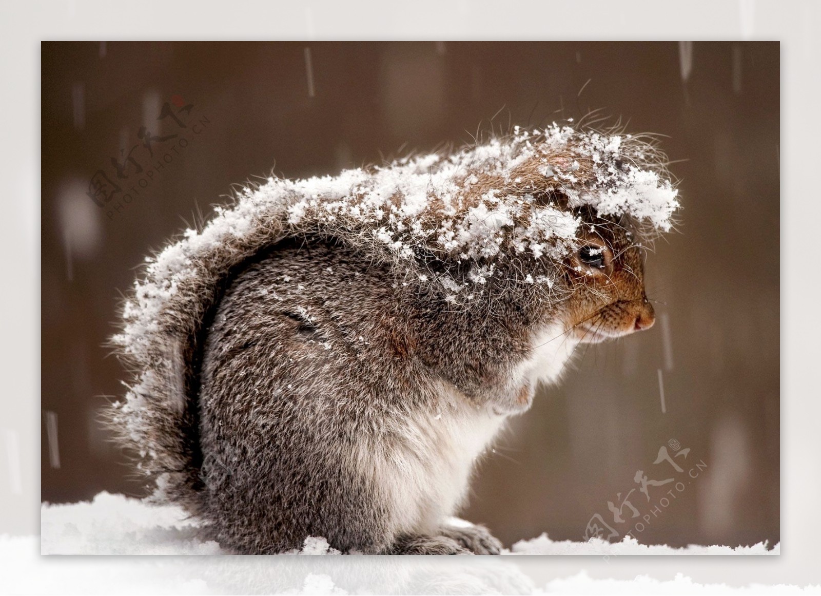 雪地松鼠