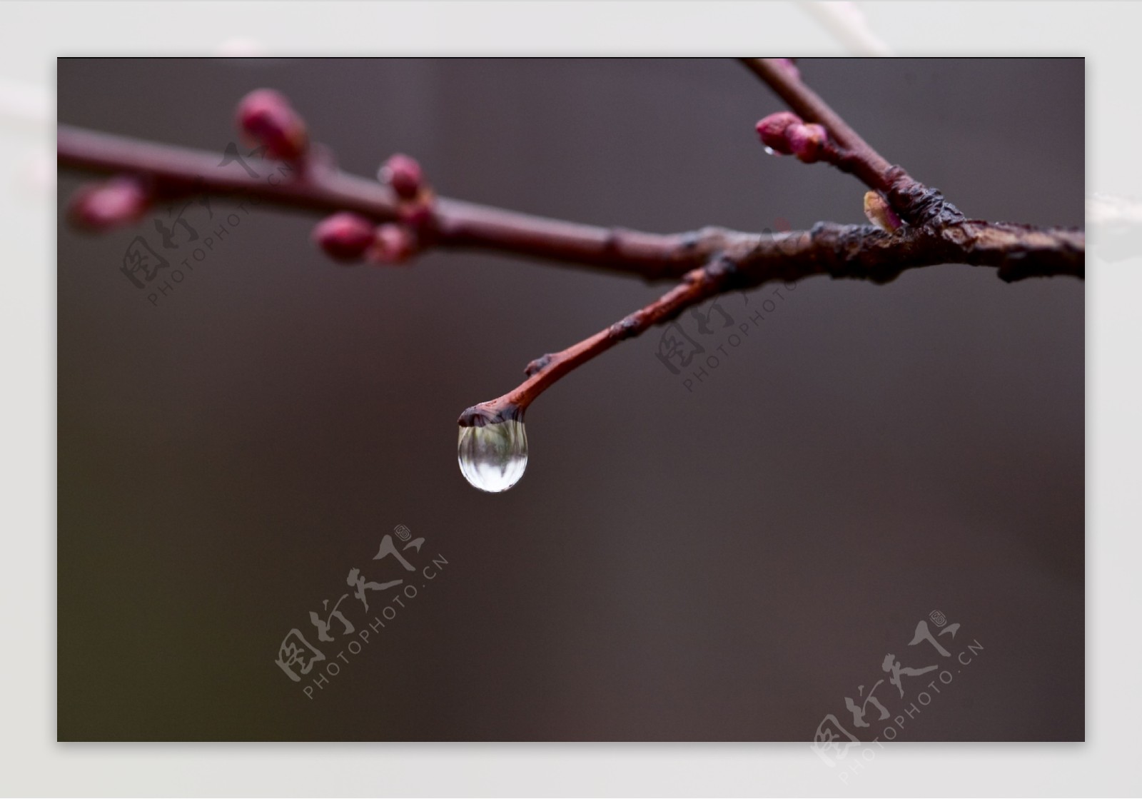 碧桃枝头的水滴图片