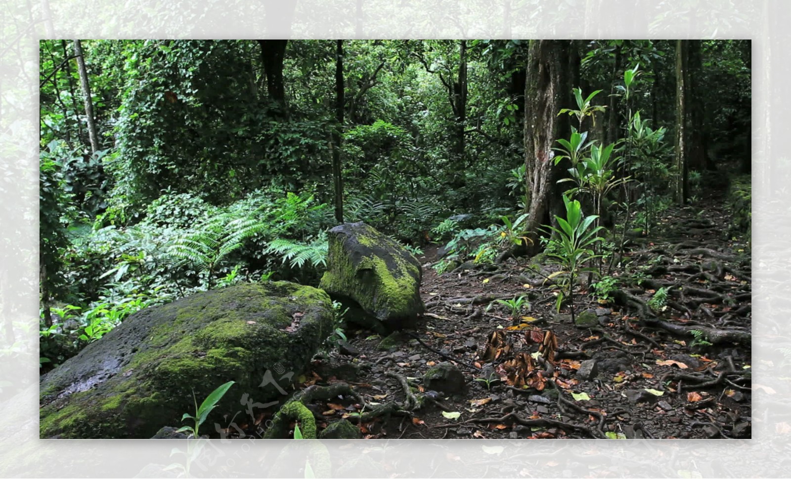茉莉titiroa马拉埃苔藓的岩石在树林中股票的录像