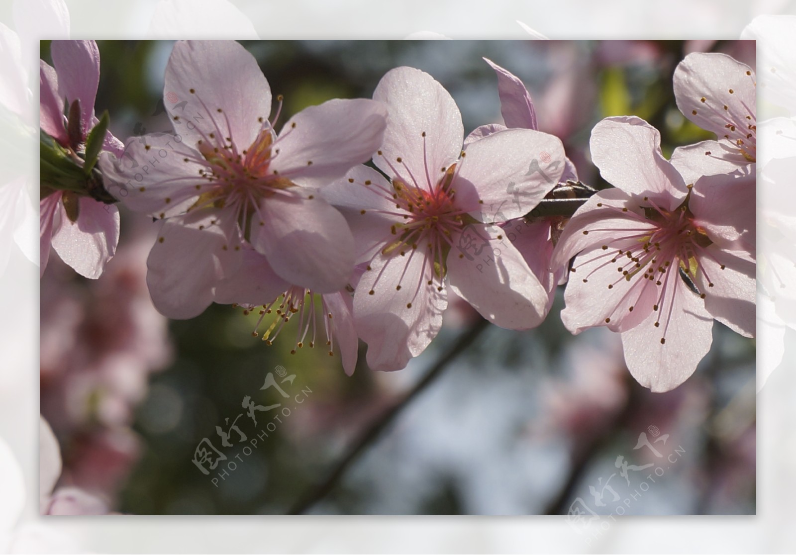 春天里的桃花图片