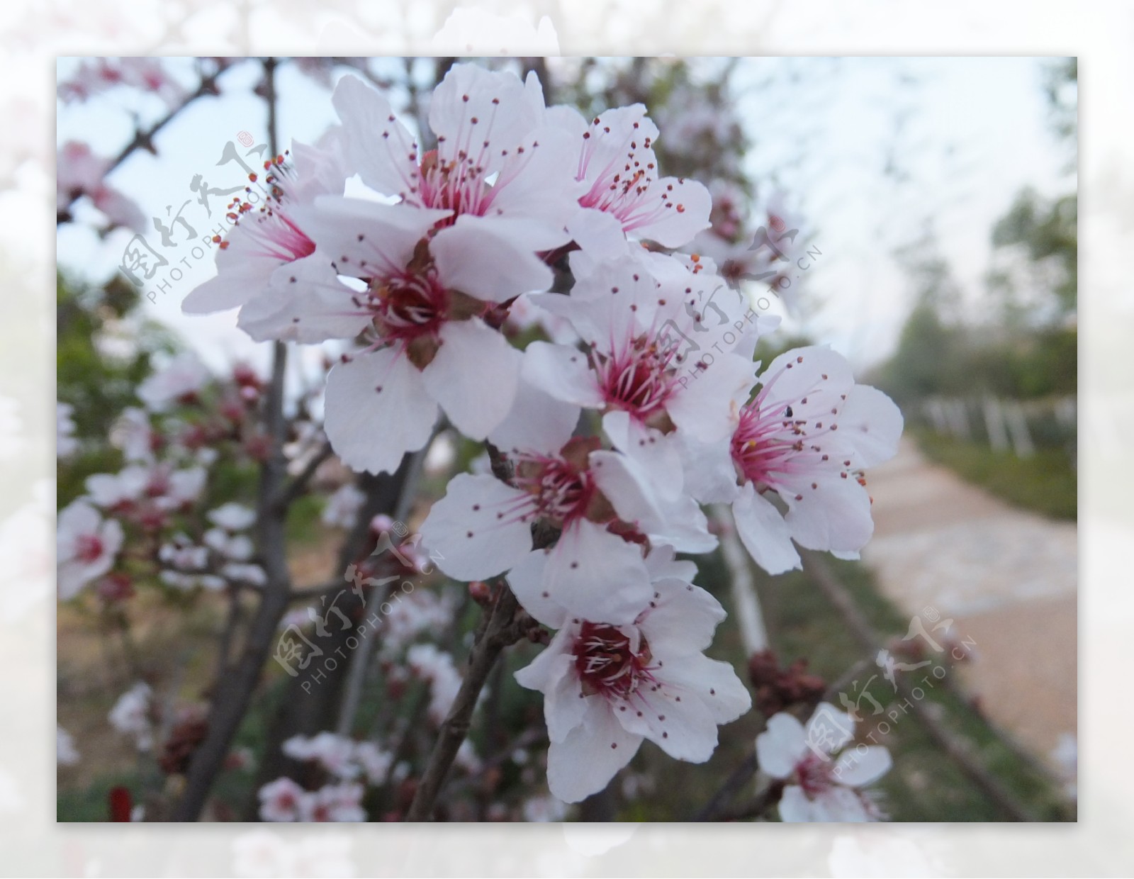 桃花图片