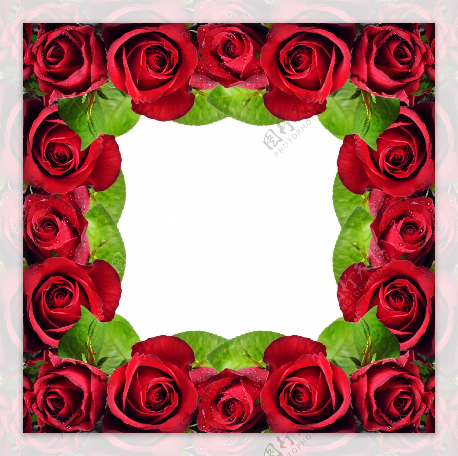 红玫瑰水珠水滴图片