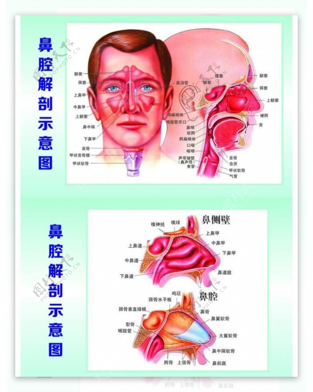 解剖展板图片