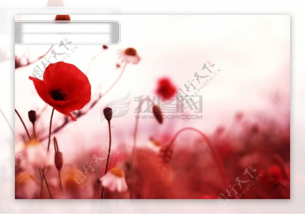 花朵花卉风景实用图片精美图片印刷适用高清图片创意图片