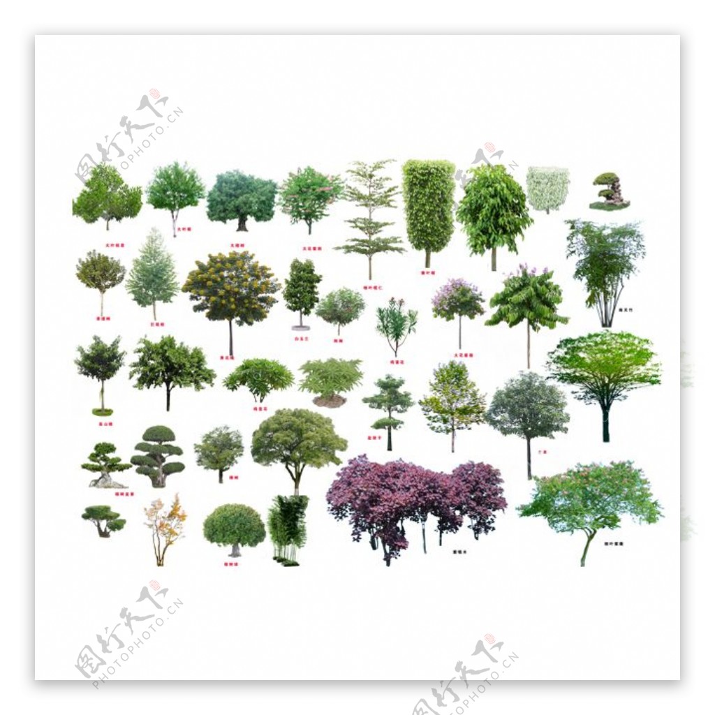 园林景观树PSD素材