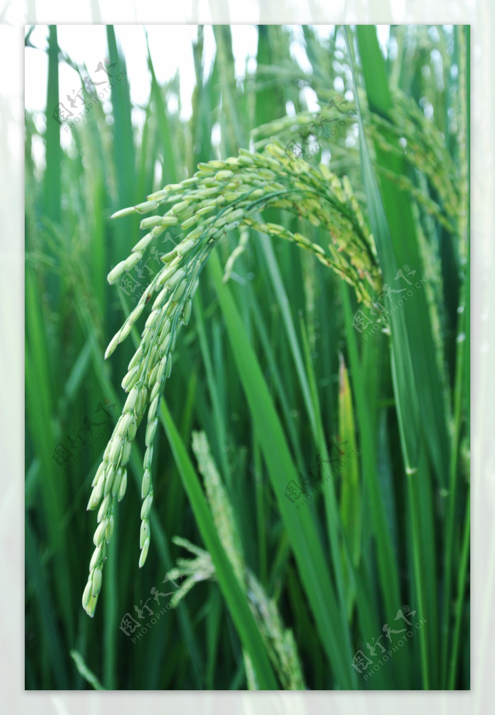 水稻花图片