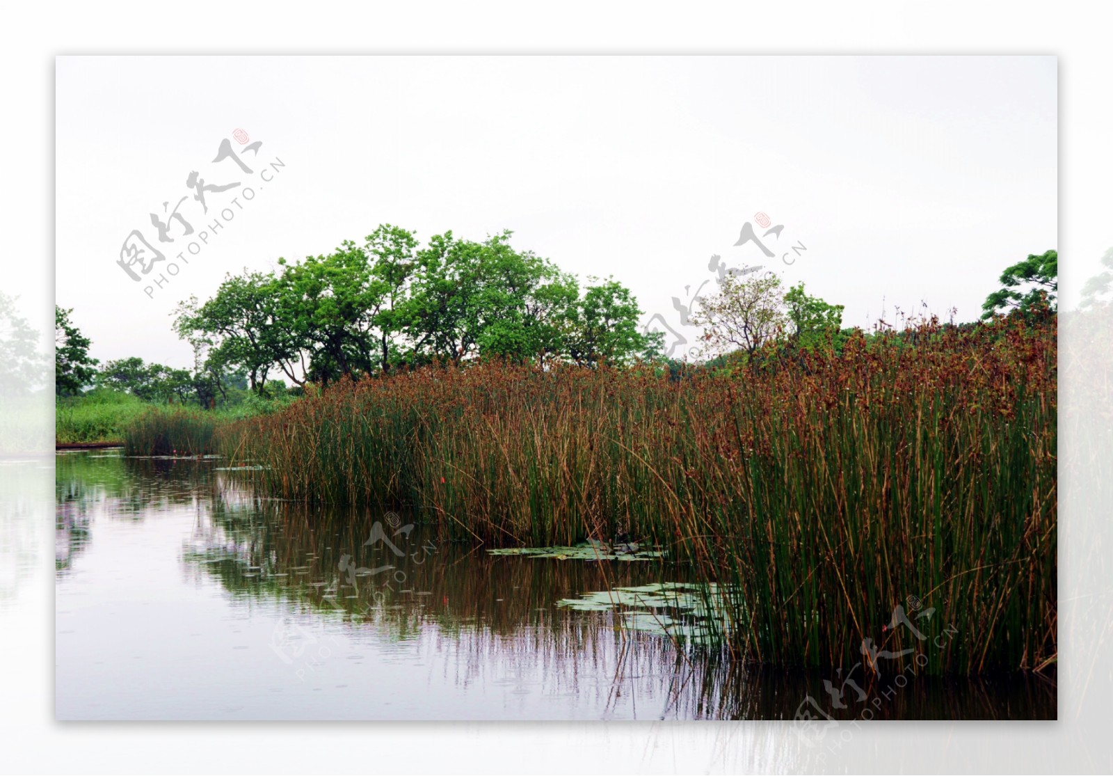 湿地景色图片