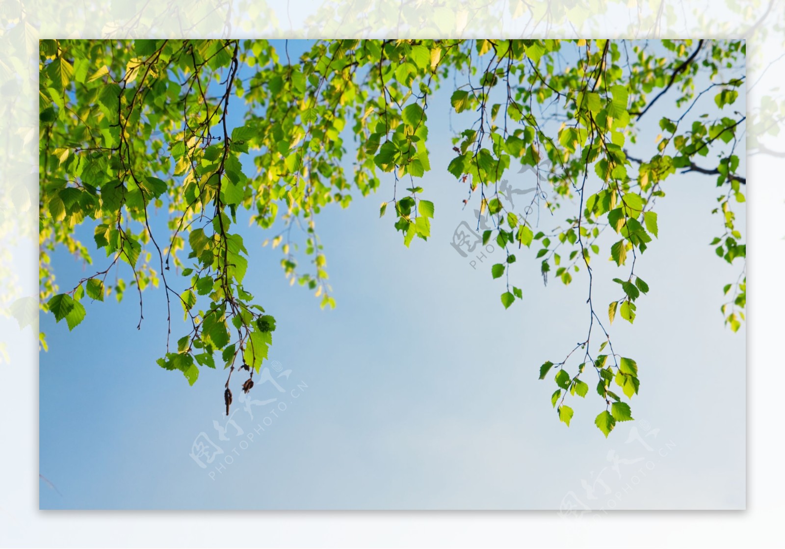 植物垂下树叶实用图片精美图片印刷适用高清图片创意图片