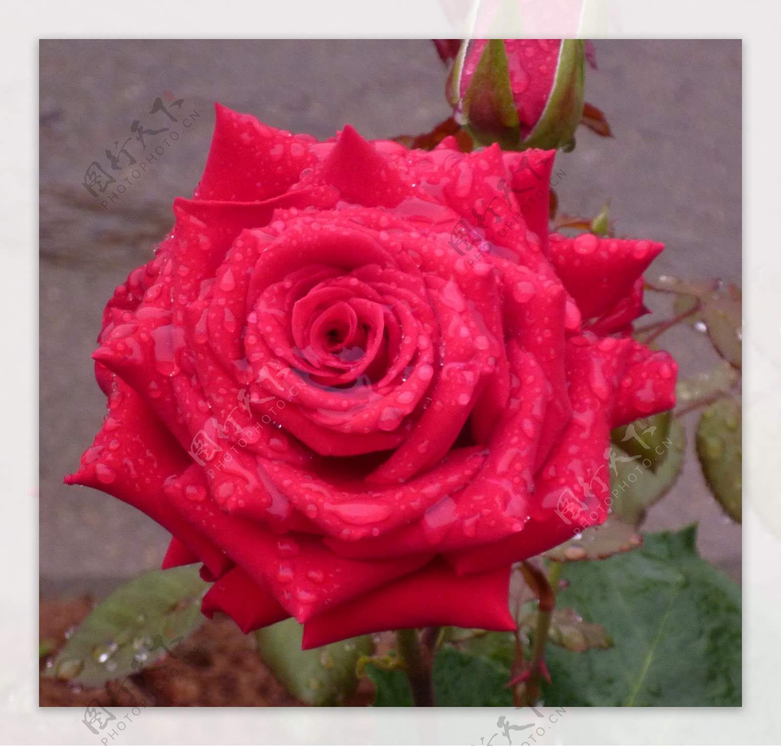 水滴红玫瑰图片