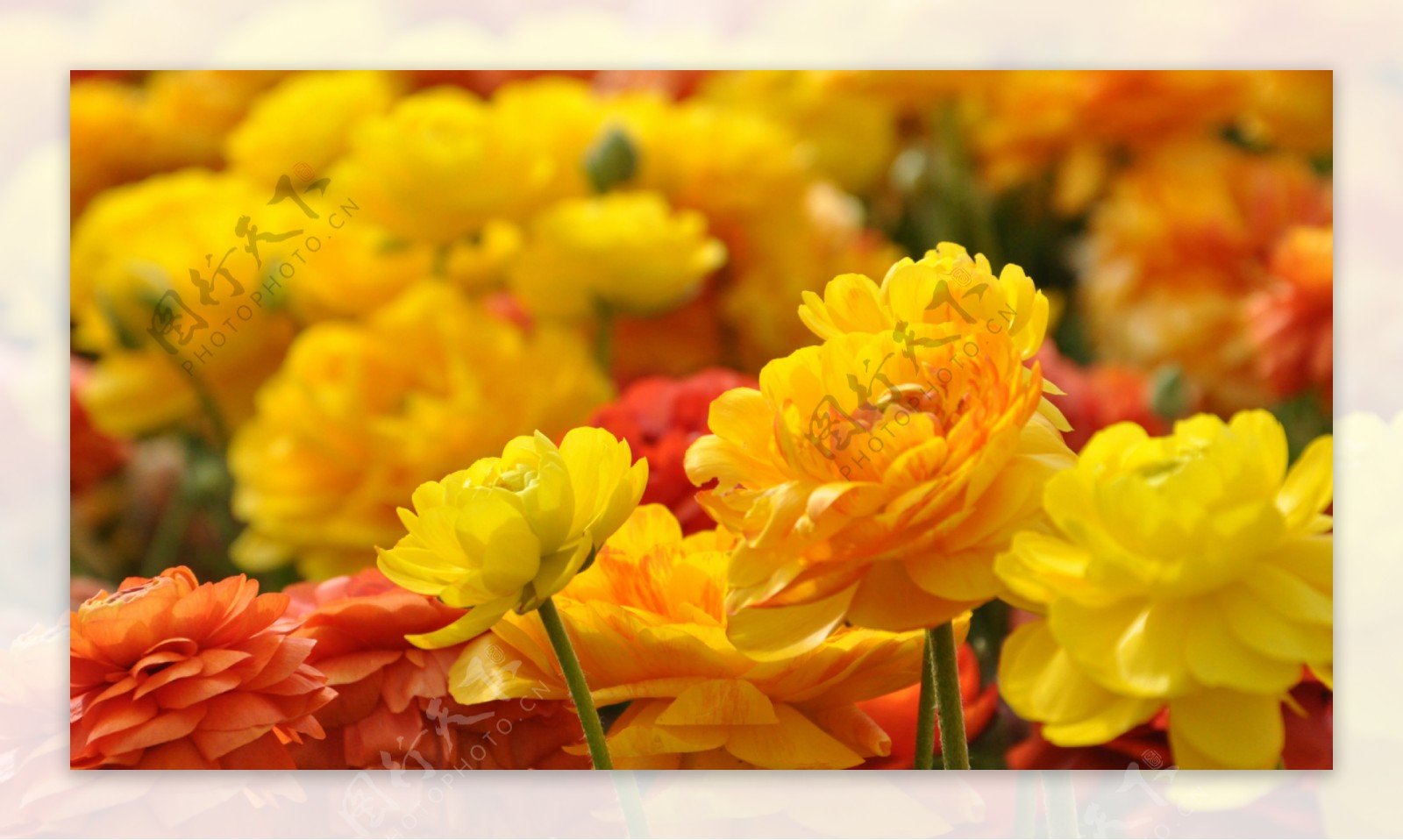 位图植物花朵写实花卉月季免费素材