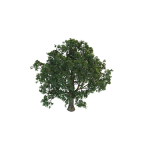 3D树模型